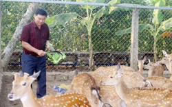 Đột nhập trang trại nuôi hươu, nai lấy nhung lớn nhất ở Đồng Nai