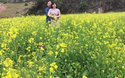 Mãn nhãn ngắm nhìn vườn hoa cải vàng óng trên cao nguyên Mộc Châu
