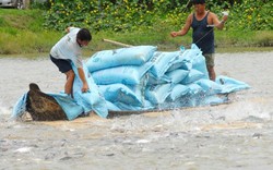 Nông dân chạy khắp nơi, "đỏ mắt" tìm mua cá tra giống