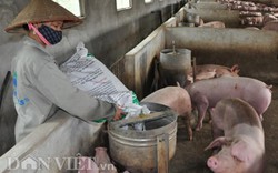 Giá heo hơi hôm nay 2/3: Dân nuôi lợn kêu trời vì nhiều doanh nghiệp đồng loạt tăng giá thức ăn