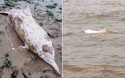 Cá heo bạch tạng nặng hơn 2 tạ trôi dạt vào bãi biển Ninh Bình
