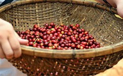 Giá nông sản hôm nay 2/3: Giá cà phê bất ngờ tăng gần 1 triệu/tấn, hồ tiêu lại giảm