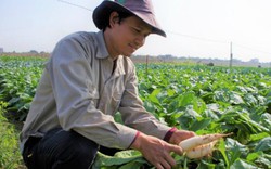Nông trại 5,2ha trồng đủ các loại rau củ theo mùa ven sông ở Hà Nam