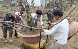 Chào "thượng đế", đào cổ thụ về vườn được chăm sóc thế nào?