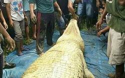 Mổ bụng cá sấu khổng lồ dài 6m, đau xót khi nhìn thấy bên trong