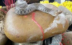 Di chuyển con rắn khỏi ngôi mộ vô danh ở Quảng Bình
