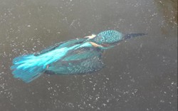 Hà Lan: Lặn xuống nước săn mồi, chim bói cá bị đông cứng trong băng