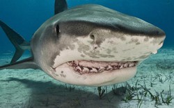 Loài cá mập sống cách đây 250 triệu năm được tìm thấy dưới biển