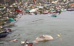 Nghệ An: Xác động vật hôi thối ùn ứ trên sông Đào