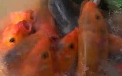 Hơn 1.000 con cá chép tranh nhau bú bình ở Khánh Hòa