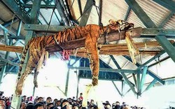 Indonesia: Hổ quý hiếm lẻn vào làng, bị lột da, chặt xác dã man