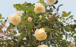 Quà 8/3: Hoa hồng "khủng" của cô gái 9X, giá trăm triệu đắt khách