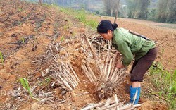 Làng mía đường trăm tuổi của người Nùng xứ Lạng tất bật vào vụ mới