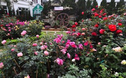 Hàng nghìn giống hoa hội tụ tại Lễ hội hoa hồng Bulgaria