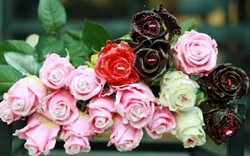 Phát sốt với hoa hồng kim cương "đẹp-độc-lạ", mỗi bông giá 250.000đ