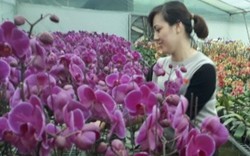 “Phát sốt, phát rét” với vườn lan hồ điệp tuyệt đẹp ở Mộc Châu