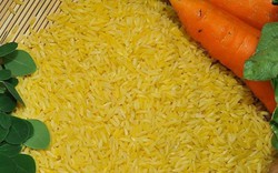 Úc - Newzealand chính thức phê duyệt sử dụng Gạo vàng làm thực phẩm
