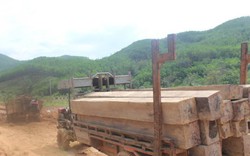 Đắk Lắk: Bắt 5 đối tượng trong vụ hàng đoàn xe chở gỗ lậu