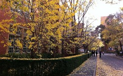 Lạc lối vào trường Đại học Melbourne, thu sang, đổ lá vàng khiến bao trái tim tan chảy