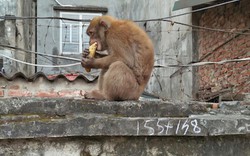 Khỉ hoang bắt gà, trêu chó, nghịch phá khu dân cư ở Hà Nội