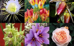 "Đau tim" với giá tiền của 6 loài hoa đắt nhất thế giới
