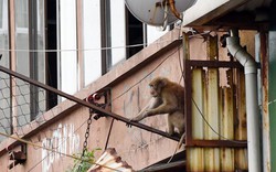 Khỉ vàng “đại náo” khu dân cư ở giữa lòng Hà Nội