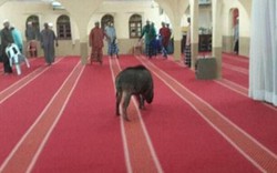 Malaysia: Lợn rừng điên cuồng tấn công người trong nhà thờ