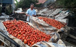 Chuyện lạ đời ở Nghệ An: Nông dân khóc ròng vì cà chua... được mùa