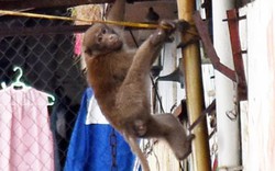 Giữa trung tâm Thủ đô, người dân đặt bẫy săn… khỉ hoang