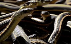 Hòn đảo có 400.000 rắn nọc cực độc phá hủy cơ thể người