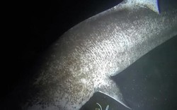 Video hiếm quay "cụ" cá mập 500 tuổi, thọ nhất thế giới
