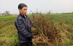 Thanh Hóa: Ứa nước mắt 4 sào ớt xuất khẩu nghi bị phun thuốc trừ cỏ