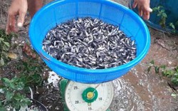 Giá cá tra giống tăng vọt lên 70.000 đồng/kg do giá cá tra tăng