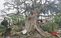 "Cụ" me bonsai trăm tuổi được rao bán gần 200 triệu ở Đồng Nai