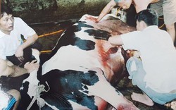 Dân tố bị phá hoại bò sữa: Vì sao không khởi tố vụ án hình sự?