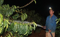 Chùm ảnh: Nông dân "trắng đêm" canh nước tưới cho vườn cà phê