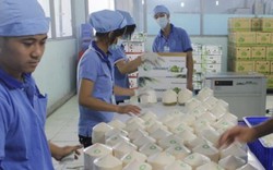 Xuất 100.000 trái dừa tươi sang Mỹ/tuần, dừa Thái Lan hết độc quyền