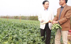Giám sát chặt chẽ lẫn nhau, nông dân Tráng Việt cam kết rau an toàn