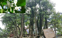 Gần 200 triệu đồng siêu phẩm bonsai 'rừng mai chiếu thủy' độc lạ