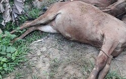 Quảng Nam: Truy tìm xe tải chở hơn 10 con bò chết đi bán