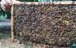 Vượt 1.000 km để “di cư” cùng đàn ong, kiếm tiền tỷ từ "lộc trời"