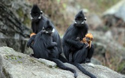 Độc đáo: Đàn voọc 90 con, mẹ đen con vàng, thích ăn thảo quả ở xứ Tuyên