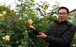 Kỹ sư điện tử thất nghiệp về trồng hoa hồng ngoại “bỏ túi” 100 triệu/năm