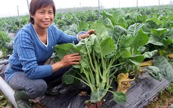 Chuyện cặp đôi nông dân 'quyền lực' trồng rau sạch ăn ngay tại ruộng