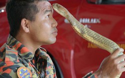 Malaysia: Chuyên gia bắt rắn bị hổ mang chúa khổng lồ cắn chết