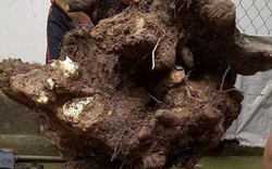 Một người dân ra vườn đào được củ khoai vạc khủng nặng 73kg