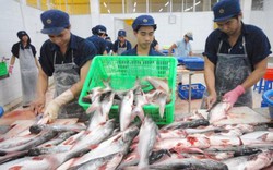 Bộ Công thương đề nghị Mỹ xem xét lại mức thuế chống bán phá giá cá tra