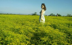 Chẳng nỡ rời chân trước cánh đồng hoa thì là đẹp mơ màng ở Ninh Thuận