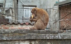 Vườn thú Hà Nội dùng ống thổi bắn thuốc mê bắt khỉ hoang