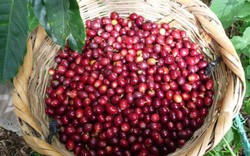 Giá nông sản hôm nay 21/3: Giá tiêu giảm tiếp 2000 đồng/kg, giá cà phê lặng sóng